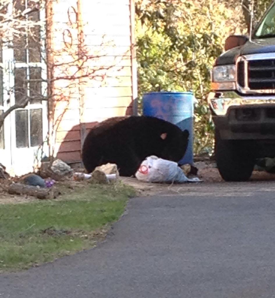 davidelliottol's tweet photo. #blackbear #bear http://t.co/lXALfMA9oH