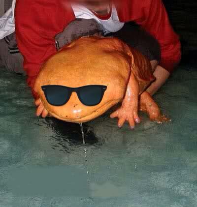 _bigsalamander's tweet photo. My Latin name: Andrias Davidianus
My street name: Big Sal http://t.co/bu2o68fa3I
