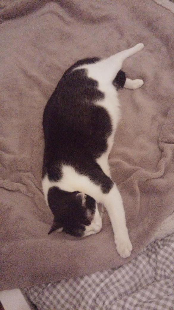 anouc_cs's tweet photo. Ir a la cama y encontrarse al #gataco roncando xD http://t.co/ML9qlydEbv