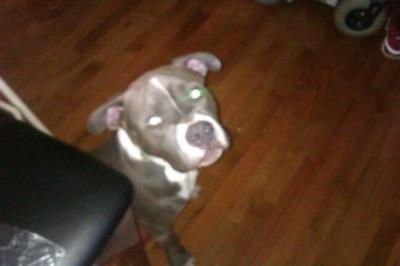 i miss my pit sirius. http://t.co/RQ7w9aFSnT<a href="/tag/newprofilepic"class="tags"><span>#newprofilepic</span></a>