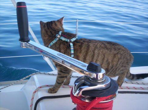 <a href="/Fd_F_Arthaud/">Fd Florence Arthaud</a> PS : Moi aussi j'ai un chat marin, comme Bylka, pauvre petit orphelin :-(
