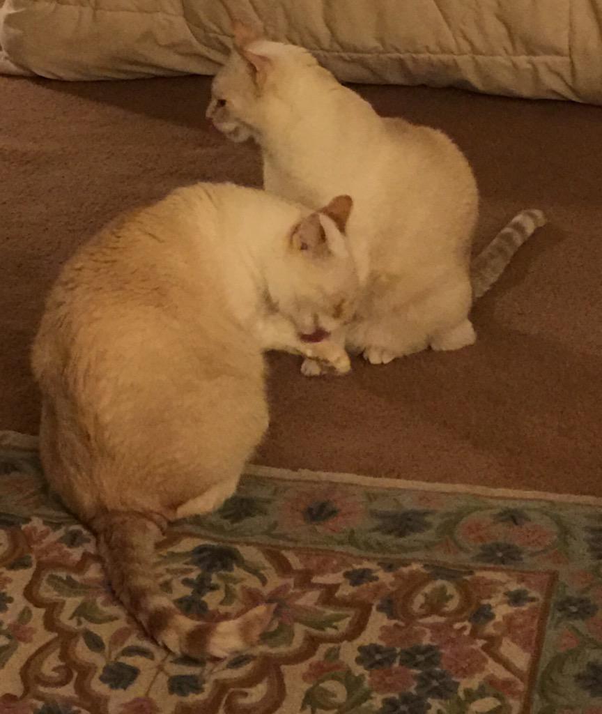 TuffyCat's tweet photo. First, a quick bath. Then, we wrestle!! #ThatsHowWeDoThings http://t.co/pDZcNlBjQt