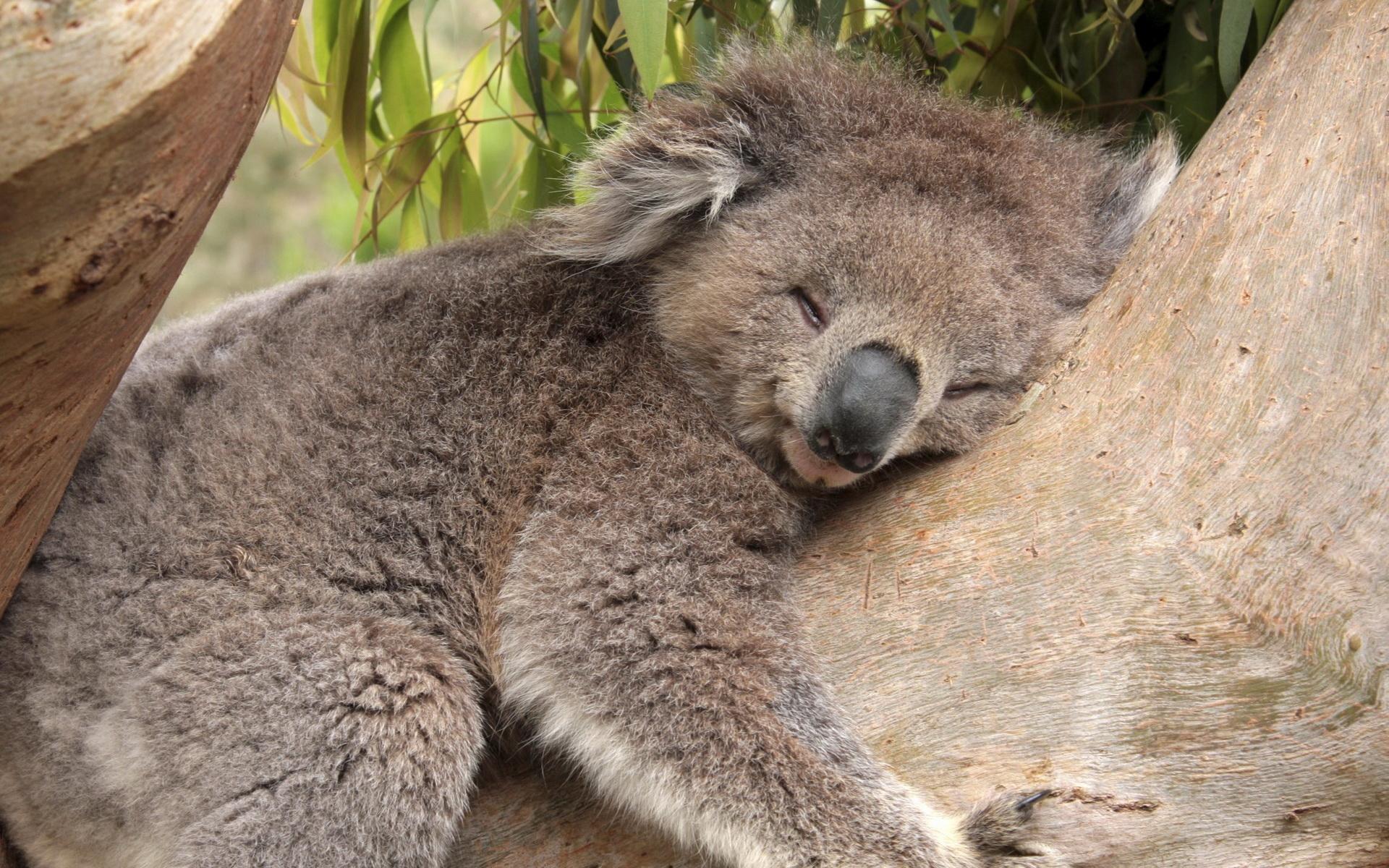 Koalas Sleeping