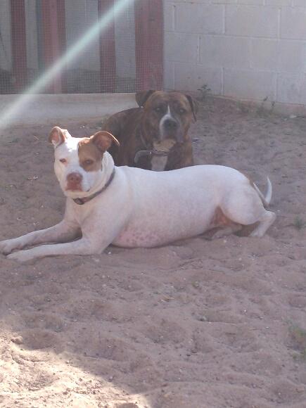 Pupdate from Grammas house http://t.co/MBHLJV31UD