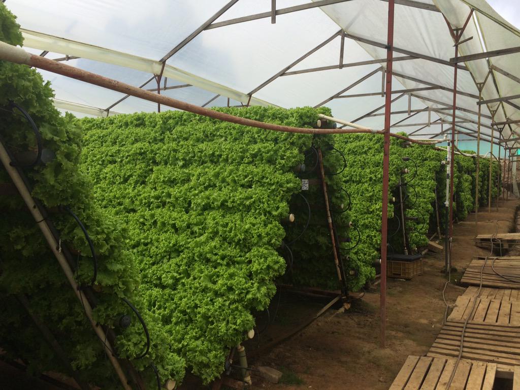 Cultivos de lechuga para exportar pedidos en nuestra página web