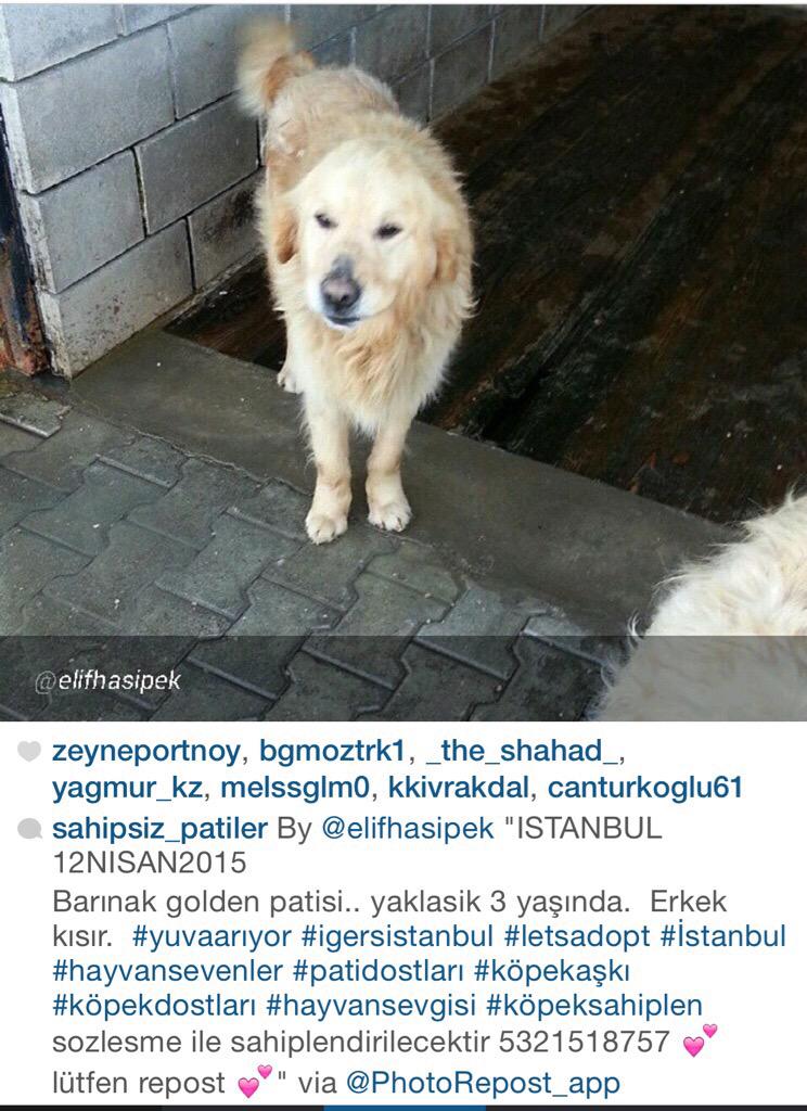 aysinyildirim's tweet image. #sokakköpekleri #sahipsizköpekler @haysevder @sosyopet @HAYKON_Official @haysevkayipilan #goldenretriever #istanbul