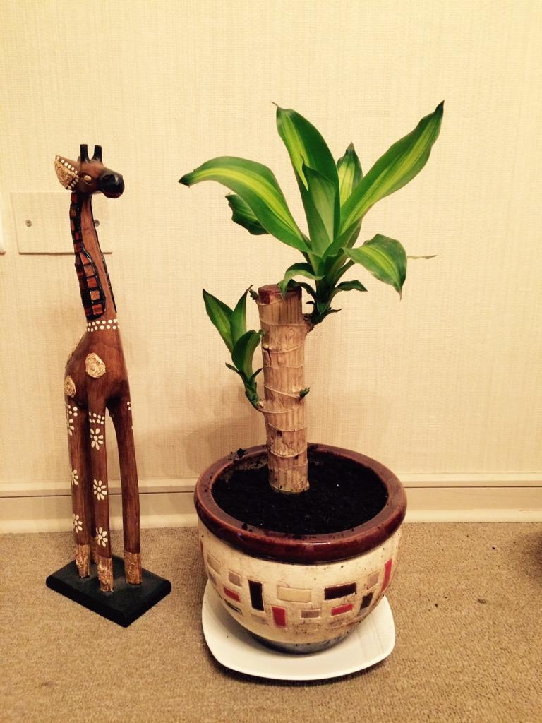 vitronix's tweet photo. Los Nuevos integrantes del 🏢 ☺️ 🌴🌱🌾#thomasito es uno de ellos 😍 http://t.co/jIXuPmOItr