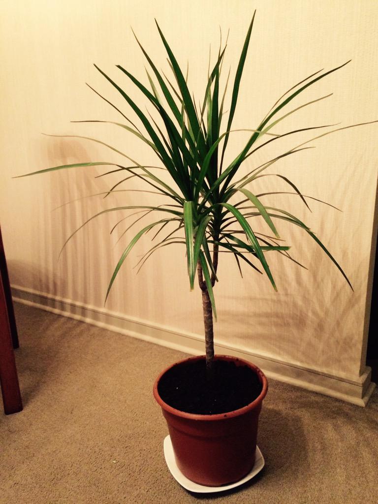 vitronix's tweet photo. Los Nuevos integrantes del 🏢 ☺️ 🌴🌱🌾#thomasito es uno de ellos 😍 http://t.co/jIXuPmOItr
