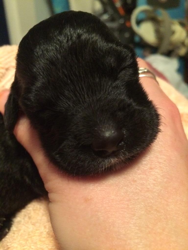 CEspasandin's tweet photo. Touch and go with little sister last night but everyone is feeding every 2 hours now. Eyes still buttoned shut! http://t.co/CWjHDLjVFg