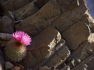 losmollespro's tweet photo. Borde Costero Los Molles-Pichidangui
Flora endémica y representativa en Peligro de Extinción 
"Flora Gondwanica" http://t.co/1XFFXoa9ae
