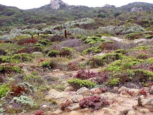 losmollespro's tweet photo. Borde Costero Los Molles-Pichidangui
Flora endémica y representativa en Peligro de Extinción 
"Flora Gondwanica" http://t.co/1XFFXoa9ae