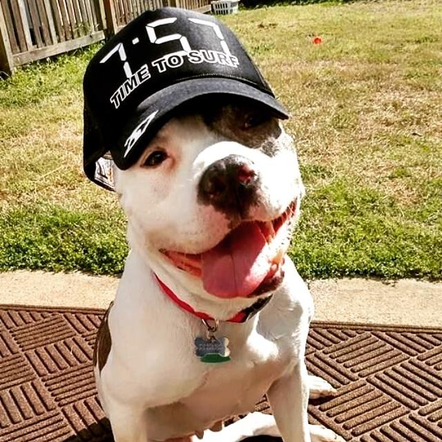 757Surfboards's tweet photo. This pup knows what's up! #757surfboards #timetosurf #localslifestyle http://t.co/bp0Zb1cvnQ