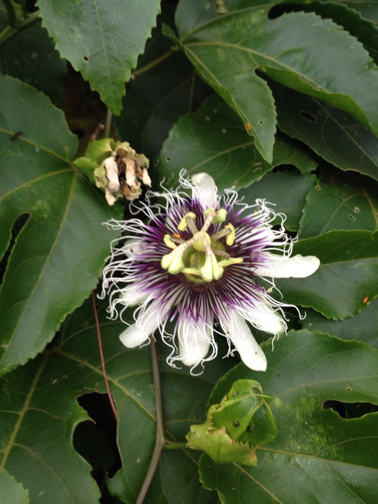 Impresionante naturaleza en Obera - Misiones!