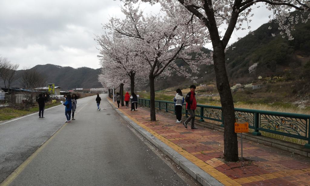 compositionkr's tweet photo. 우중충한 하늘이 맑다, 살아있는 모습이 즐겁다, 교실보다 행복하다, 바쁘다, 그리고 벚꽃이 떨어진다. http://t.co/6hkZEGmKYa