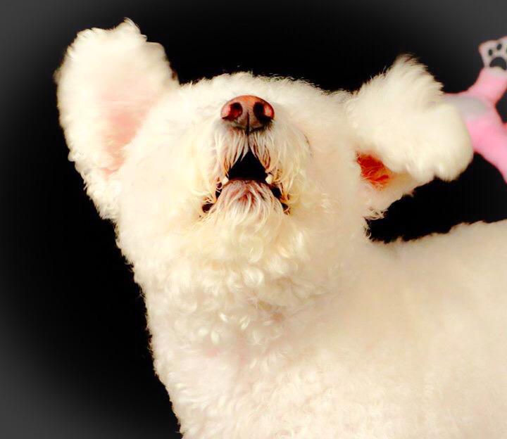 gigglebox_pose tweet picture