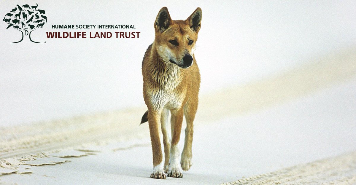 Dingoes - Keeping ferals down &amp; the endangered safe. More on this misunderstood apex predator: wildlifelandtrust.org.au/index.php/aust…