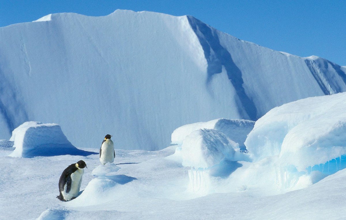#DidYouKnow Emperor penguin males incubate eggs for 9 weeks while the females feed >>  dsc.tv/LtXol