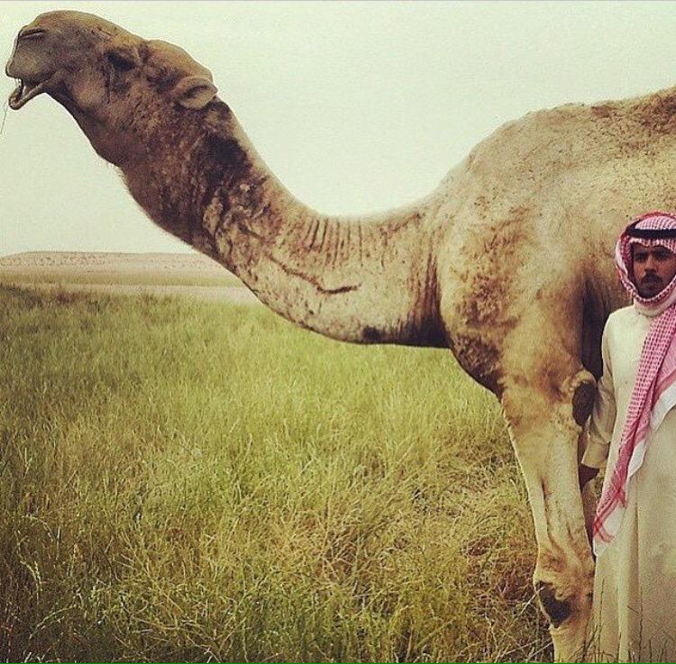 556For's tweet image. ✔️ الهارب ✔️ و بنته 

بعير مناحي بن ناصر ال علوش العجمي http://t.co/TOjAh69lXG”