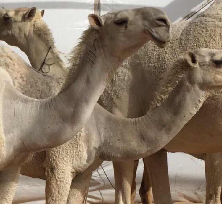 556For's tweet image. ✔️ الهارب ✔️ و بنته 

بعير مناحي بن ناصر ال علوش العجمي http://t.co/TOjAh69lXG”