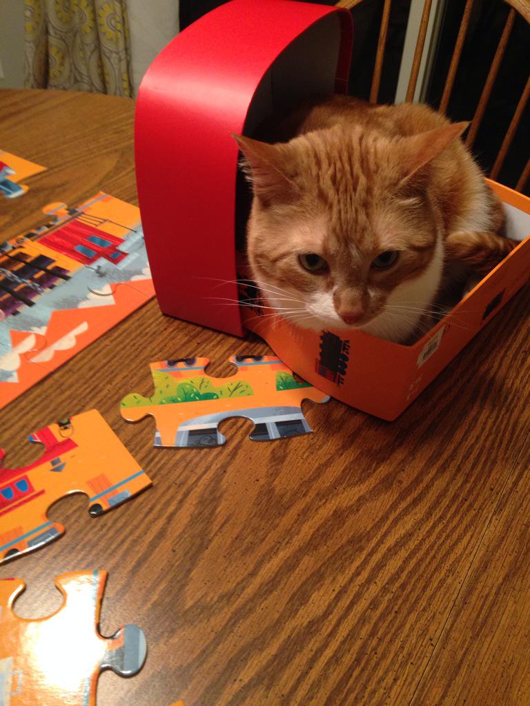 marenask's tweet photo. #catboxsunday http://t.co/b7NTL1Gx25