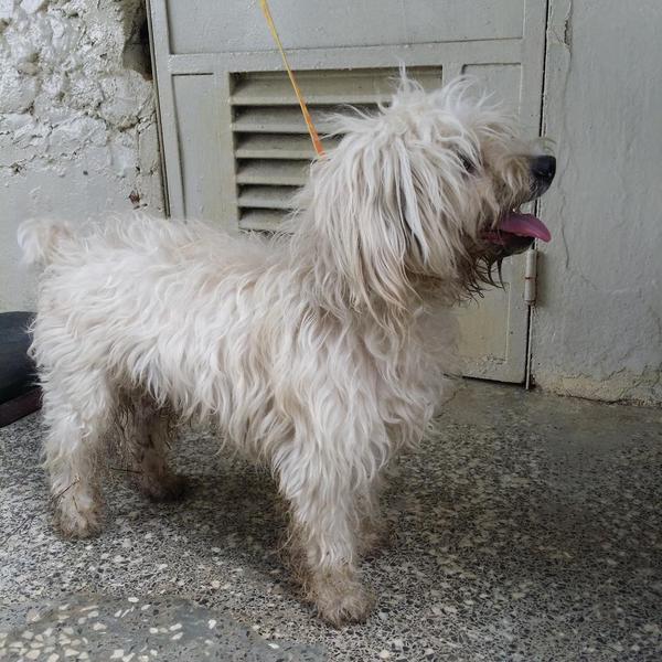 Guayana286's tweet photo. Ayudenlo a volver a su hogar. Perdido en la urb manoa de San Félix vía @laperruqueria_ #Guayana #sanfelix http://t.co/jbPKCvCEvE