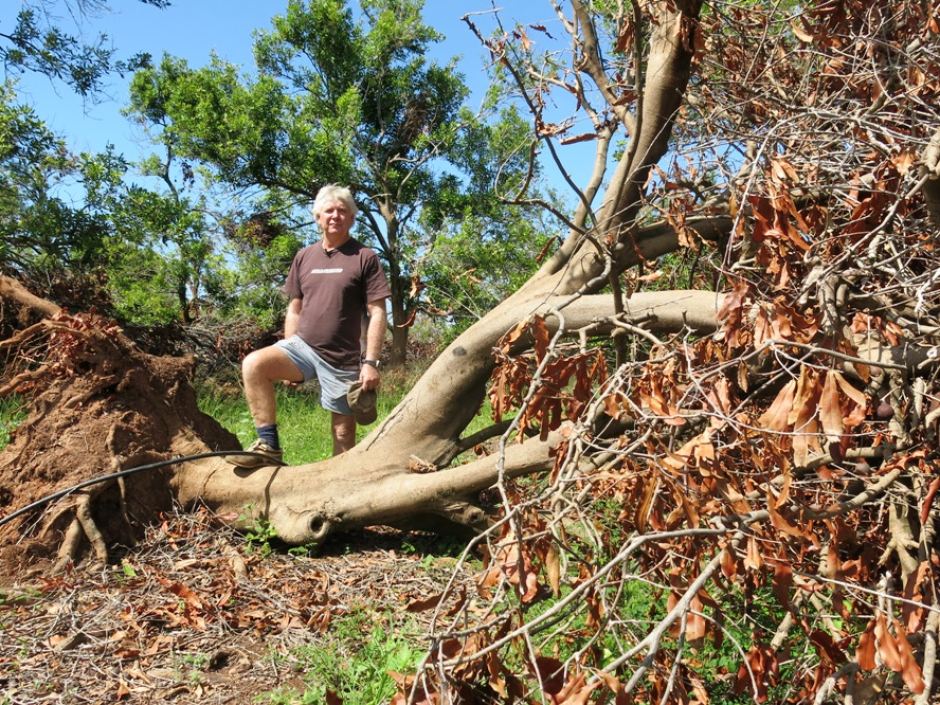 ABCRural's tweet photo. Errol Vass thought he'd lost his macadamia orchard in #CycloneMarcia but it seems there’s hope http://t.co/XibkEcIwB2 http://t.co/D5LcptUBe3