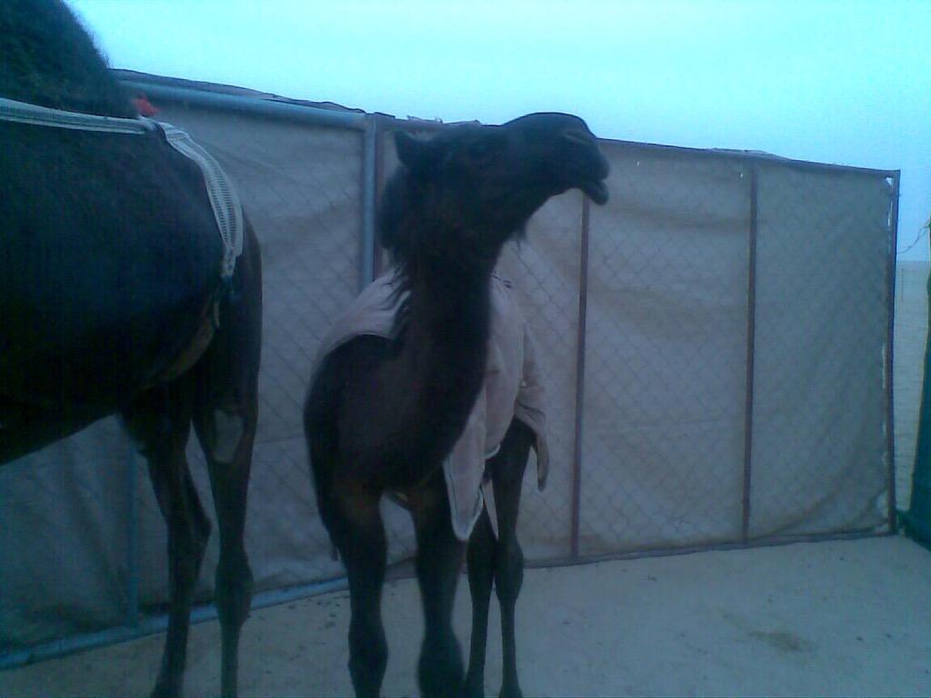 556For's tweet image. مناااااااااكر