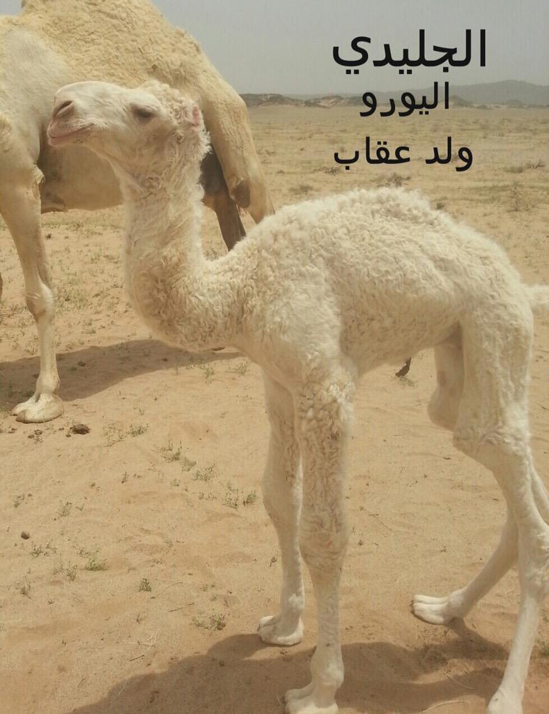 556For's tweet image. حلوا