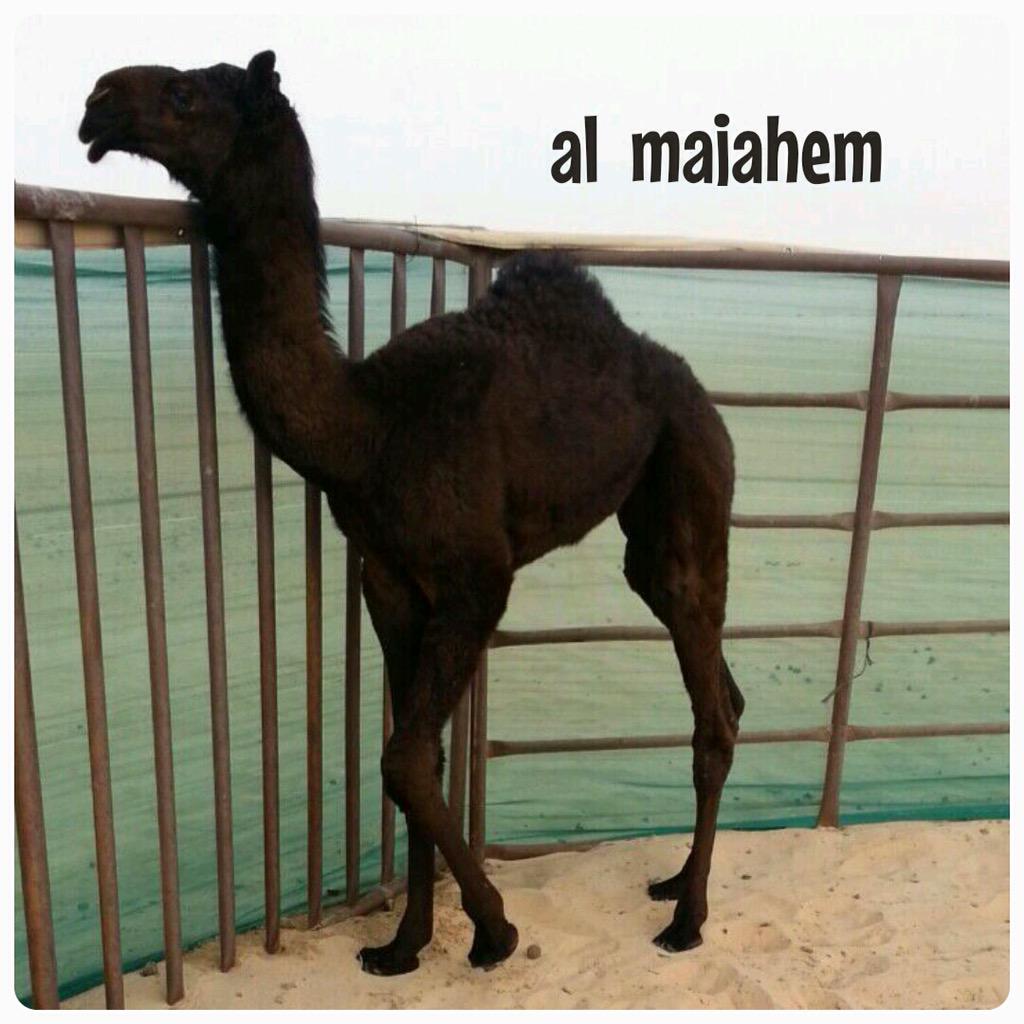 556For's tweet image. عوااااايد ابن خميس