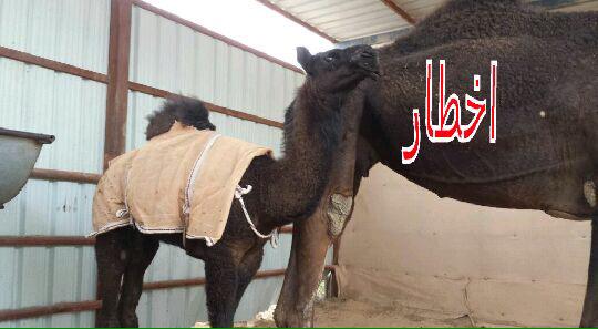 556For's tweet image. لا بن المغرز