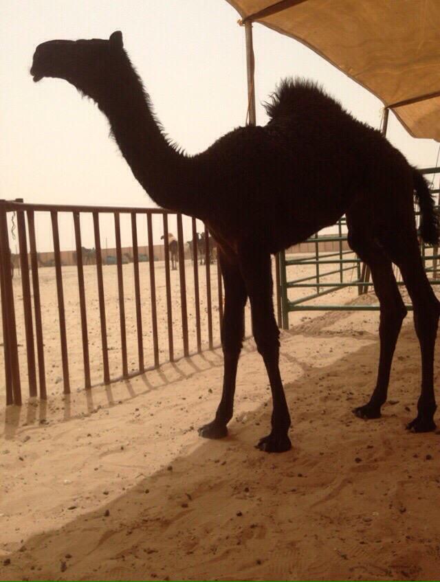 556For's tweet image. شريه العاصوف من ال دمنان ب ٣٠٠ الف وحلوا