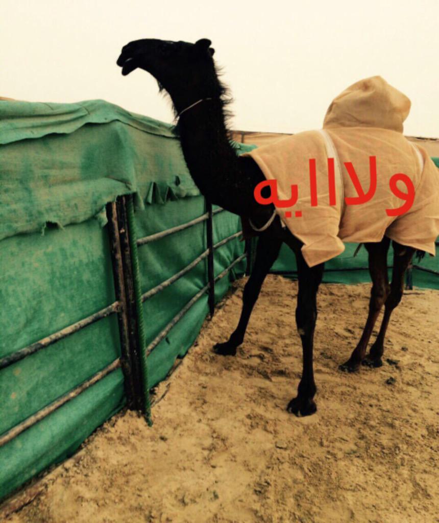 556For's tweet image. عند ابن عضيب