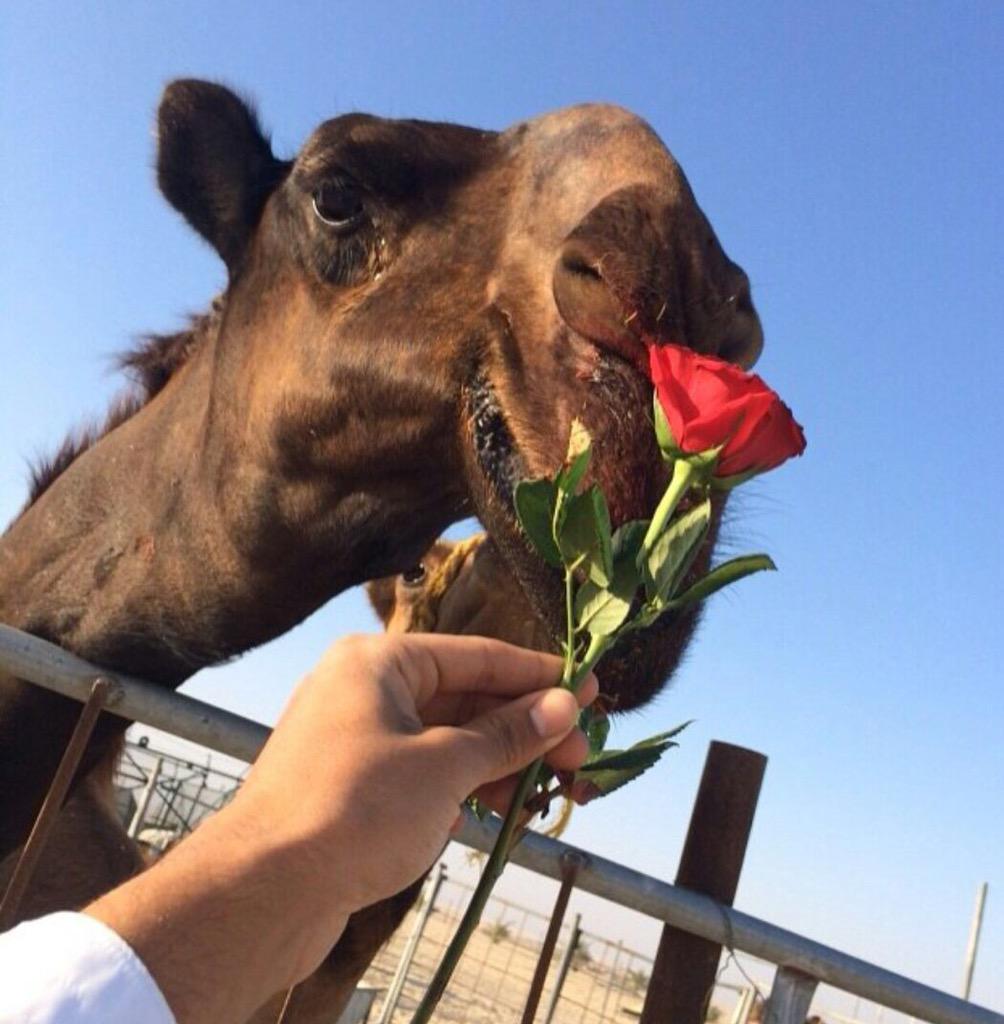 556For's tweet image. أشكرك على الذوق