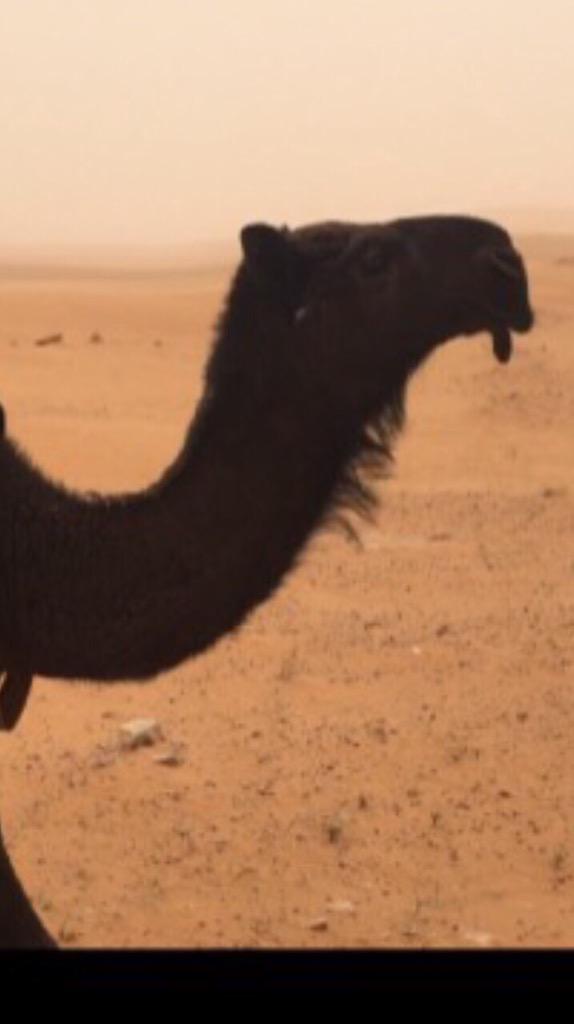 556For's tweet image. حلوااااااا