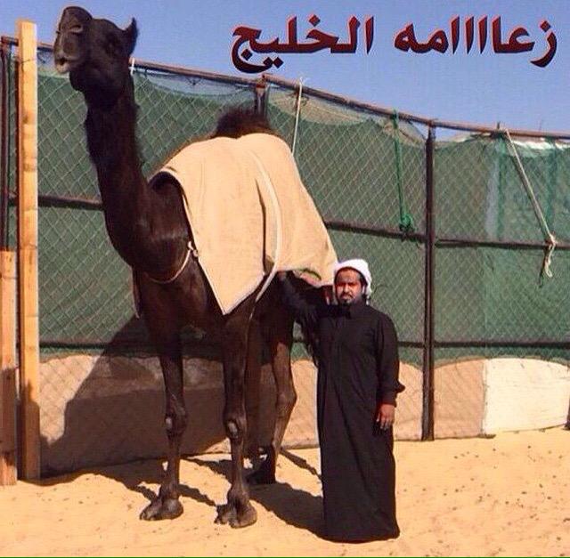 556For's tweet image. 