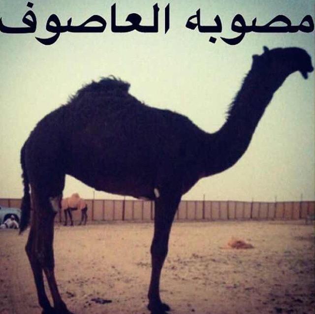 556For's tweet image. حلوااااااااااااااااااا