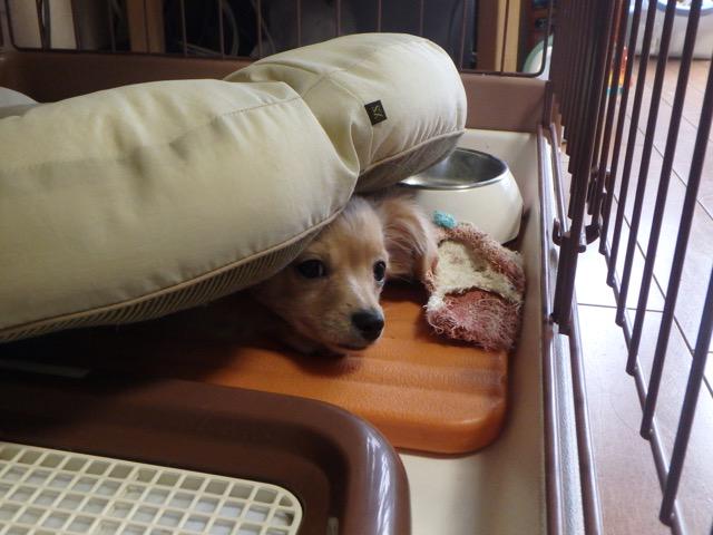 犬は拗ねるとふて寝する いじける仕草がかわいい ワンコとhappy Life