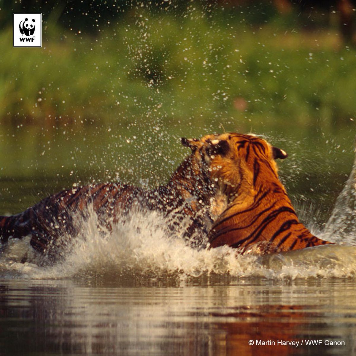 Global Tiger Init tweet media