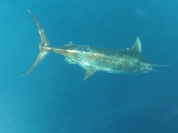 CaptHookFish's tweet photo. 51 sails and 2 blues in 3 days #capthookfish #guatemalafishing #Guatemala http://t.co/SaKt90jV5U