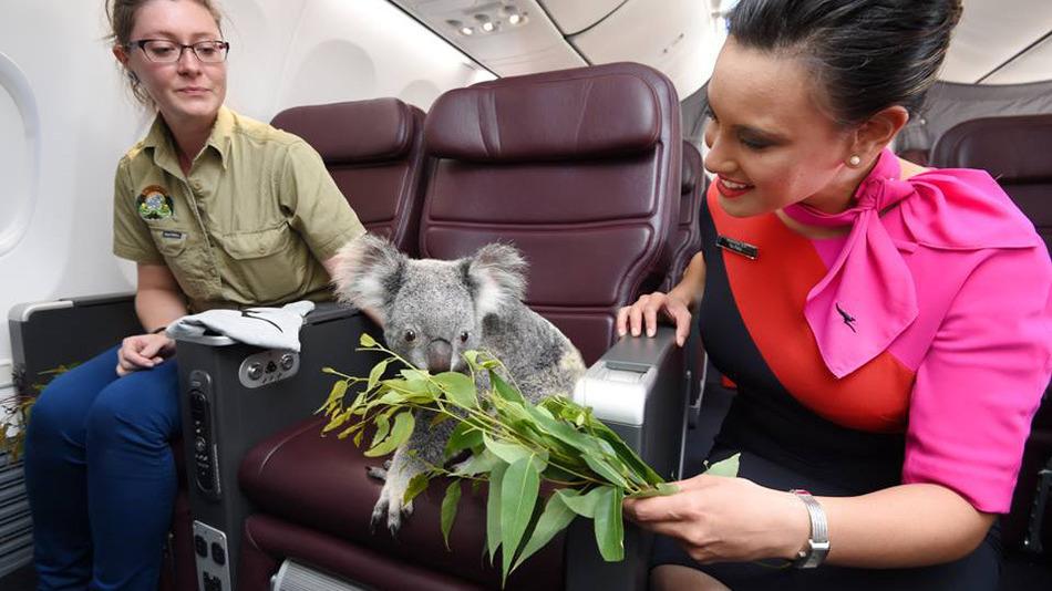 nycjim's tweet photo. Australian koalas pose in Qantas 1st class, but have to fly in cargo hold. http://t.co/jAwDAoc9Pz http://t.co/LxyMr044yE