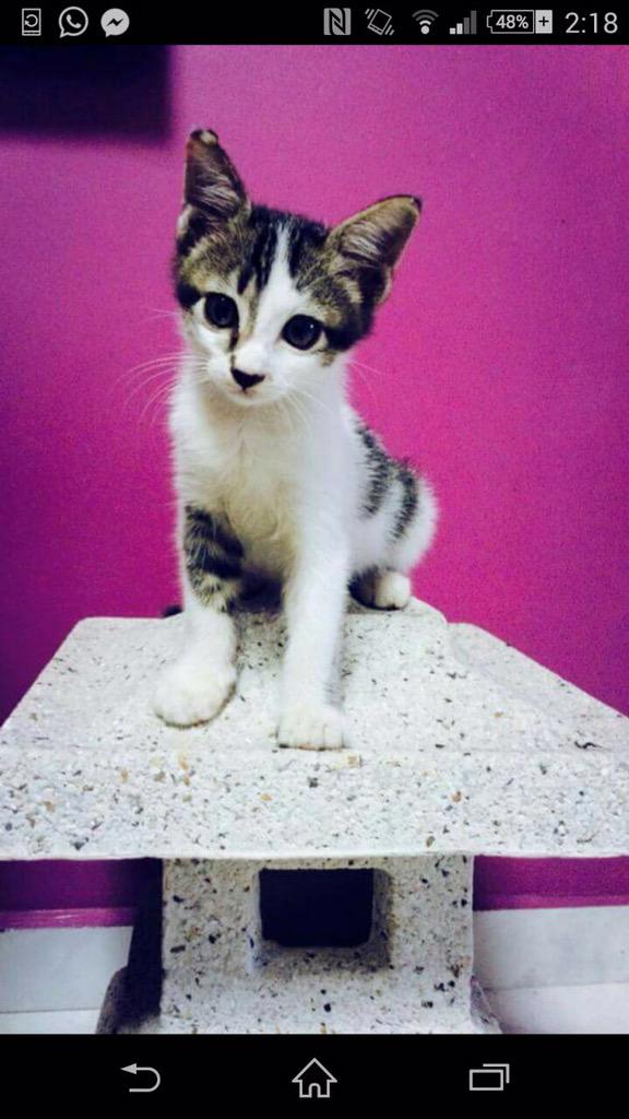 JennyLow's tweet photo. Sweet young Hana #kittens http://t.co/GJOs0m9qxU