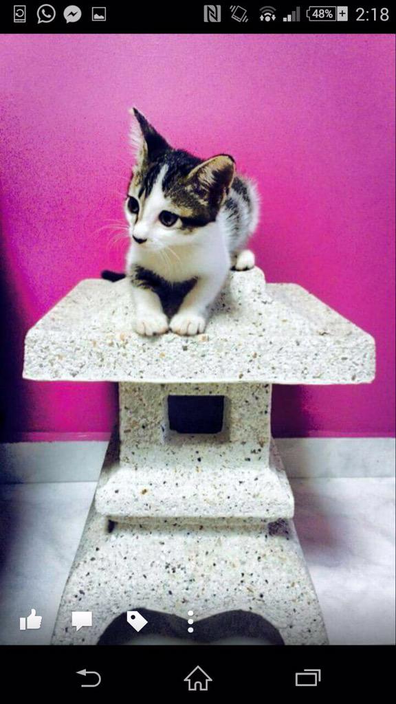 JennyLow's tweet photo. Sweet young Hana #kittens http://t.co/GJOs0m9qxU
