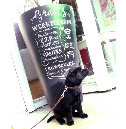 Meet onze nieuwe flexwerker/kantoorhond Frankie! #vrijwerkers #Helmond