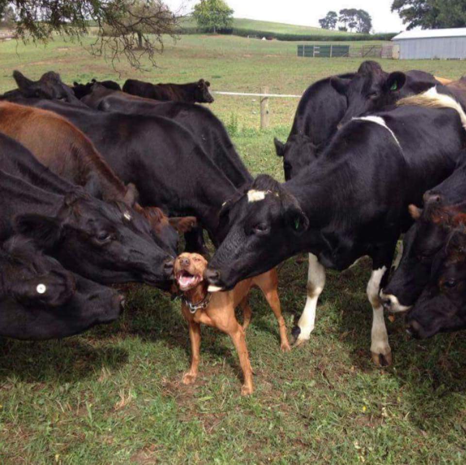 farmershour's tweet photo. #HappyMonday @FarmersOfTheUK @farmersjournal @FarmWeekly_Jobs @NFUtweets @BBCFarmingToday #FarmersHour http://t.co/yHfZa0H3GM
