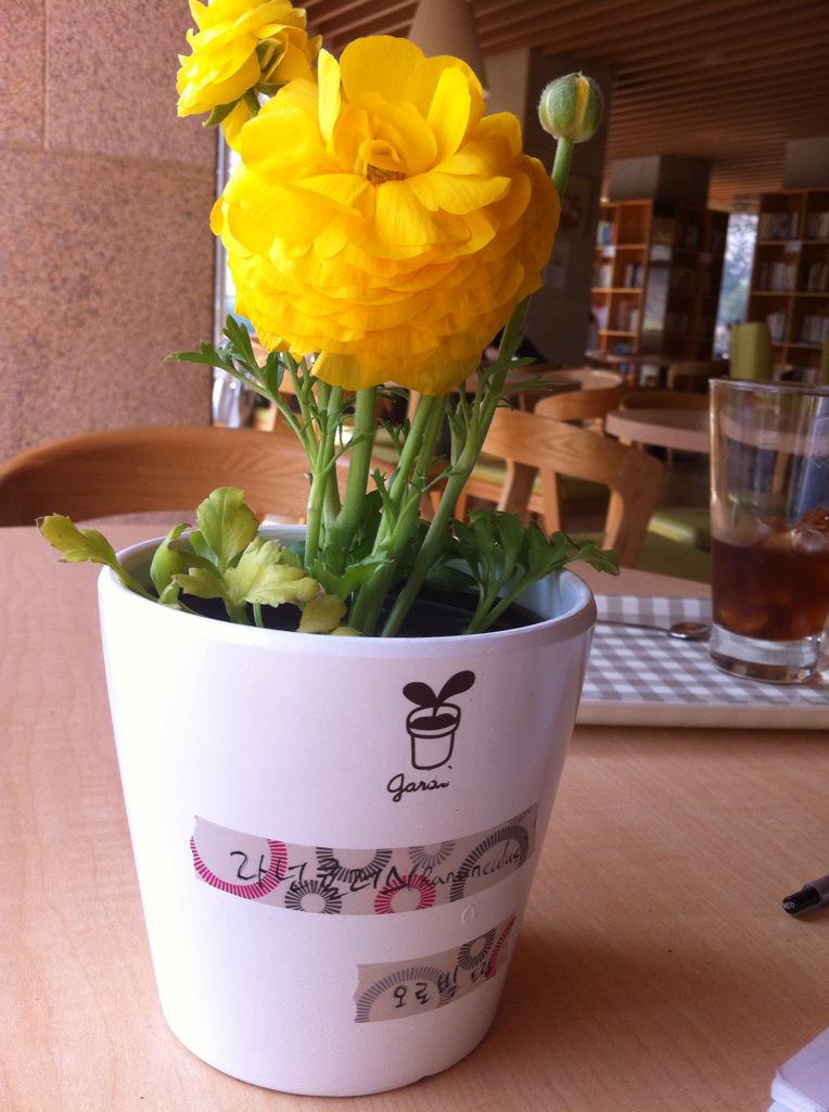 soccup's tweet photo. 범인은 범행현장 다시 간다^^
커피와 요거트를 먹고 물푸레에 어울릴만한 작은화분을 드리고왔습니다- http://t.co/HDoFYeAngV