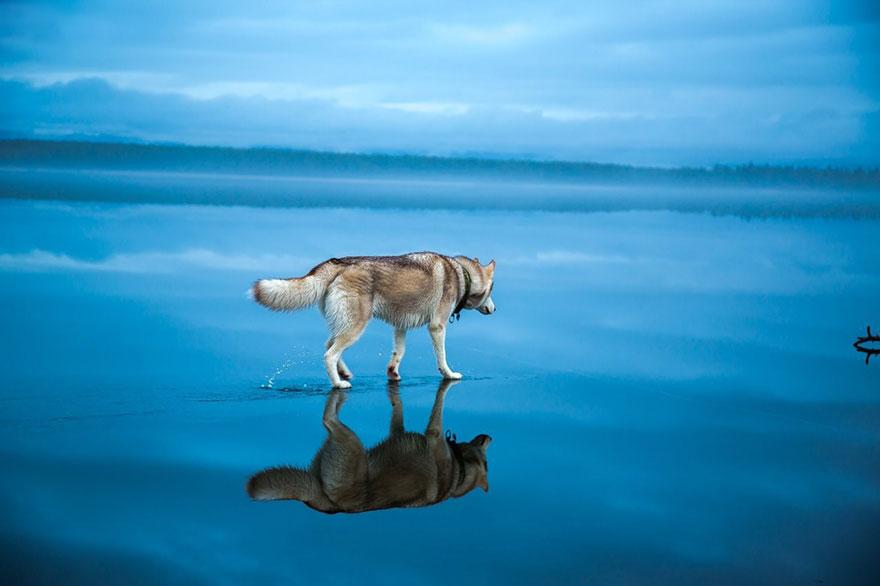 purina_es's tweet photo. ¡Espectaculares imágenes de unos Huskies siberianos jugando sobre un lago! http://t.co/q1uFiyyzYX http://t.co/mjpPu1A9SF