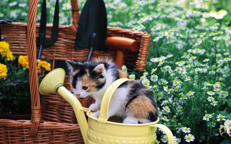 RainforestCafe's tweet photo. Here's someone who's enjoying taking part in #NationalGardeningWeek... #helpfulpets #NGW #kitten http://t.co/rM9ZShIWWr