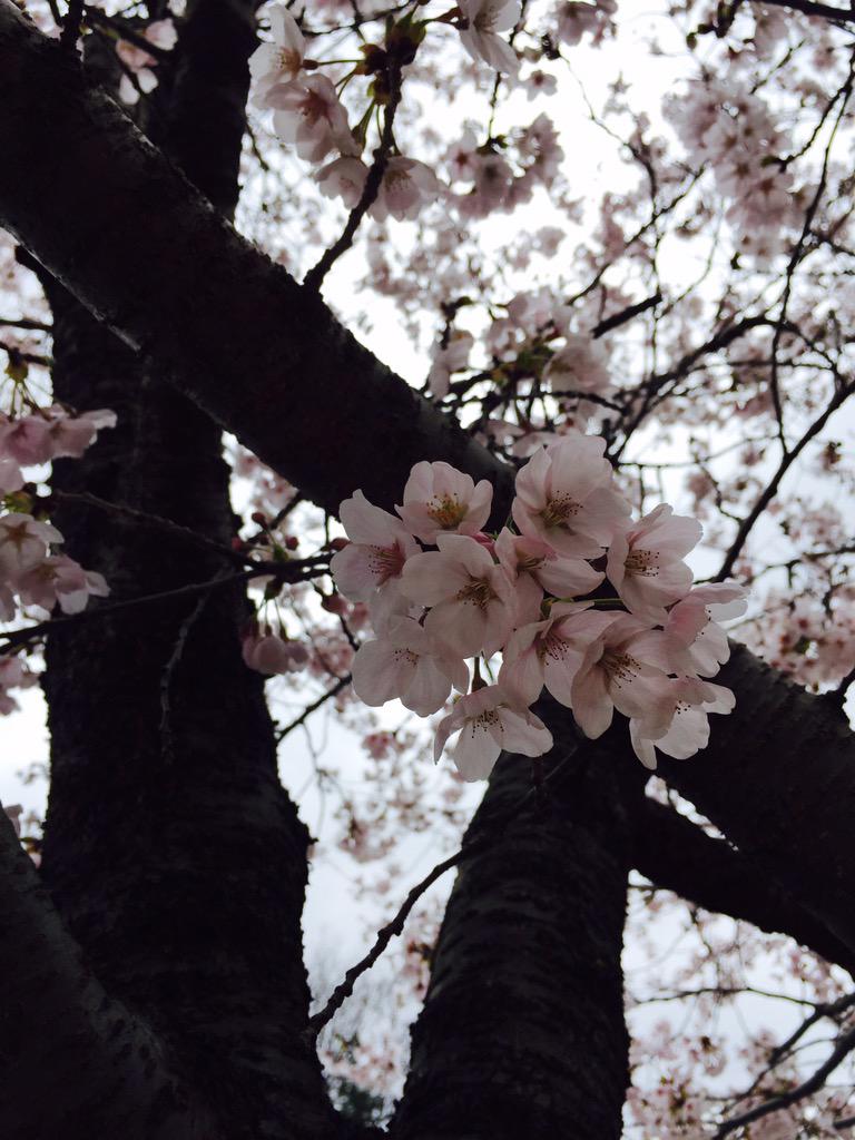 alswl2202's tweet photo. 봄
벚꽃,어두움,외로움,차가움,쌀쌀함 http://t.co/5A1yIbff5g