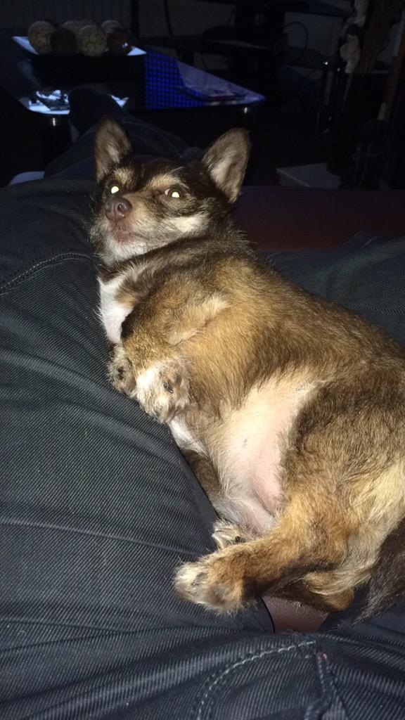 Weneedwest1's tweet photo. Having a lazy day do not disturb #CuteDog http://t.co/HKa1tu0rPF
