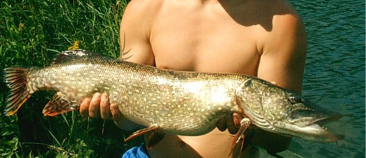 Fish_around tweet picture